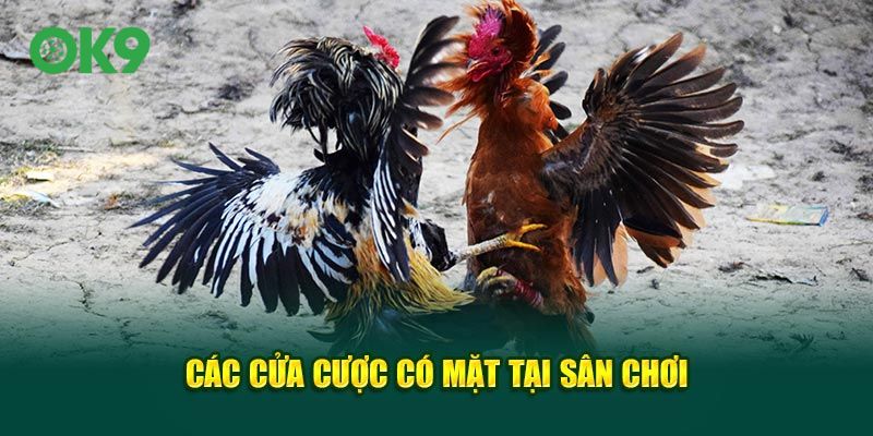 Các cửa cược có mặt tại sân chơi