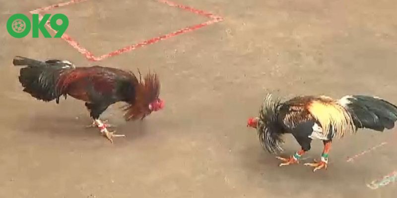 Tính năng cùng ưu điểm của sảnh chọi kê