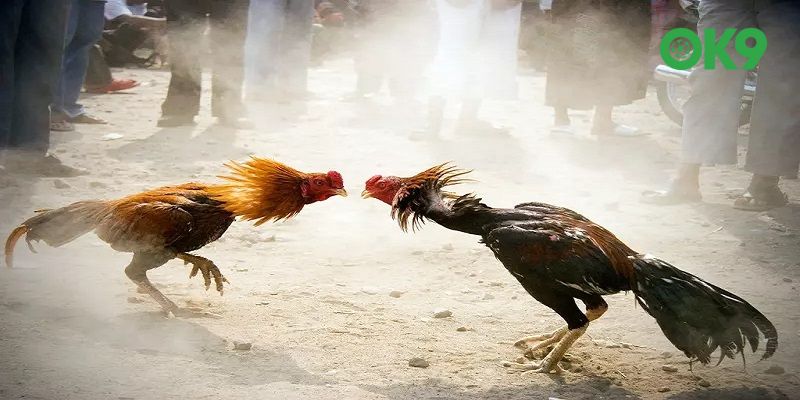 Luật chơi đá gà Thomo OK9