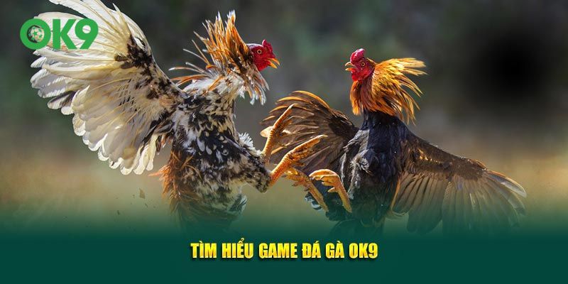 Tìm hiểu game đá gà OK9