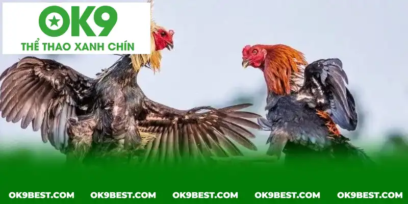 Mọi cuộc đối kháng đều phải tuân thủ tất cả quy định của sới gà Mọi cuộc đối kháng đều phải tuân thủ tất cả quy định của sới gà
